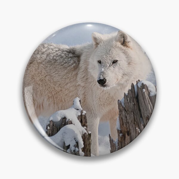 Item preview, Arctic Wolf designed and sold by WolvesOnly.
