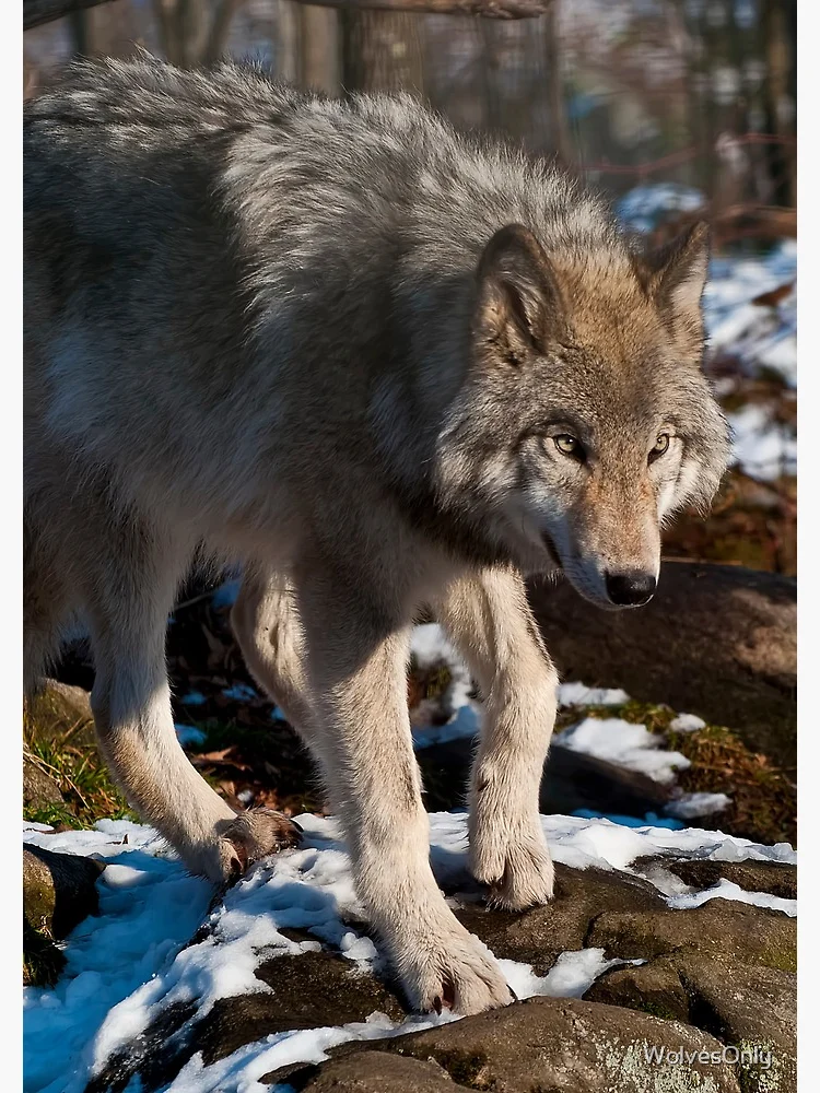 Thumbnail 3 of 3, Journal, Timber Wolf designed and sold by WolvesOnly.