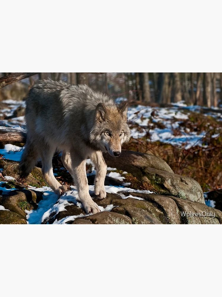 Thumbnail 3 of 3, Journal, Timber Wolf designed and sold by WolvesOnly.