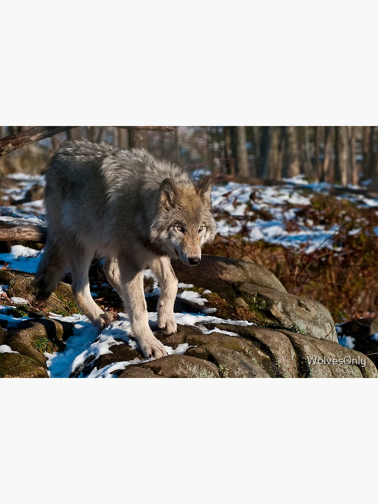 Thumbnail 6 of 6, Bath Mat, Timber Wolf designed and sold by WolvesOnly.