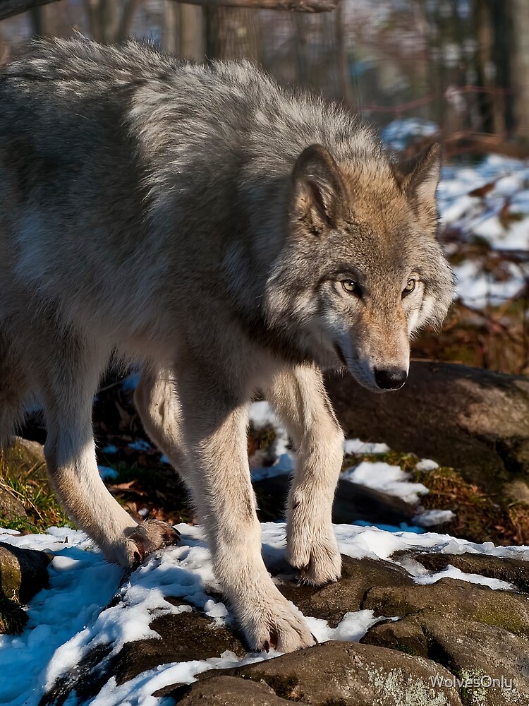 Thumbnail 3 von 3, Tuch, Timber Wolf designt und verkauft von WolvesOnly.