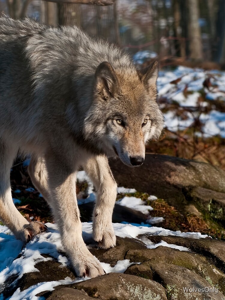 Aperçu 5 sur 5. Robe trapèze avec l'œuvre Timber Wolf créée et vendue par WolvesOnly.