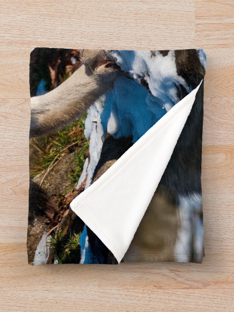 Imagen 3 de 6, Manta con la obra Timber Wolf, diseñada y vendida por WolvesOnly.