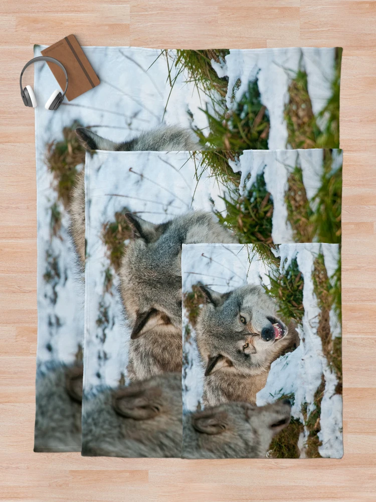 Thumbnail 5 of 6, Throw Blanket, Timber Wolves designed and sold by WolvesOnly.