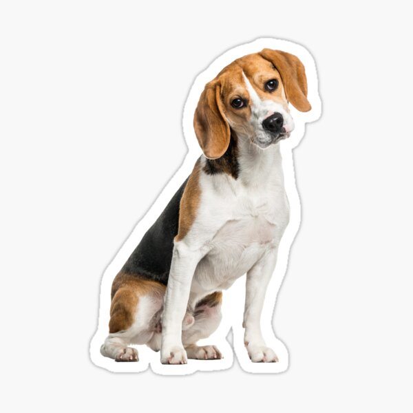 Beagles Sticker