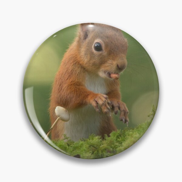 Item preview, Red Squirrel designed and sold by Macrae images.