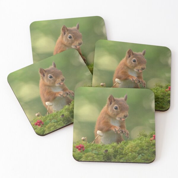Item preview, Red Squirrel designed and sold by Macrae images.