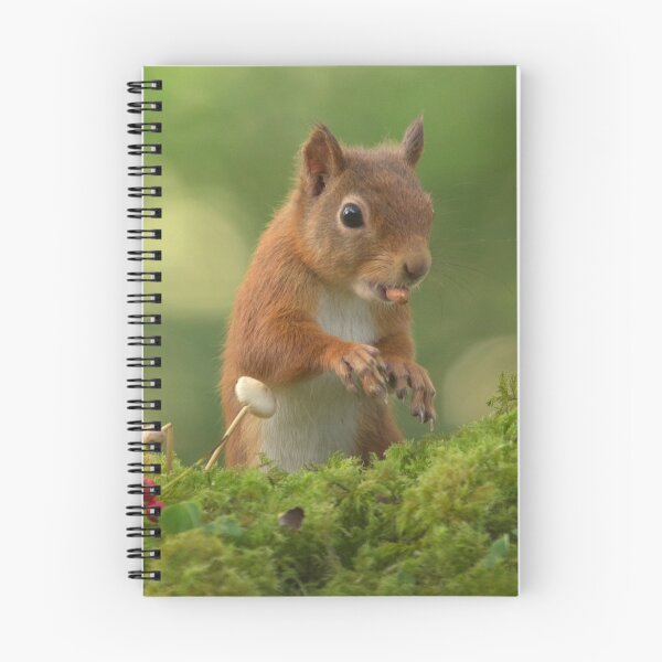 Item preview, Red Squirrel designed and sold by Macrae images.