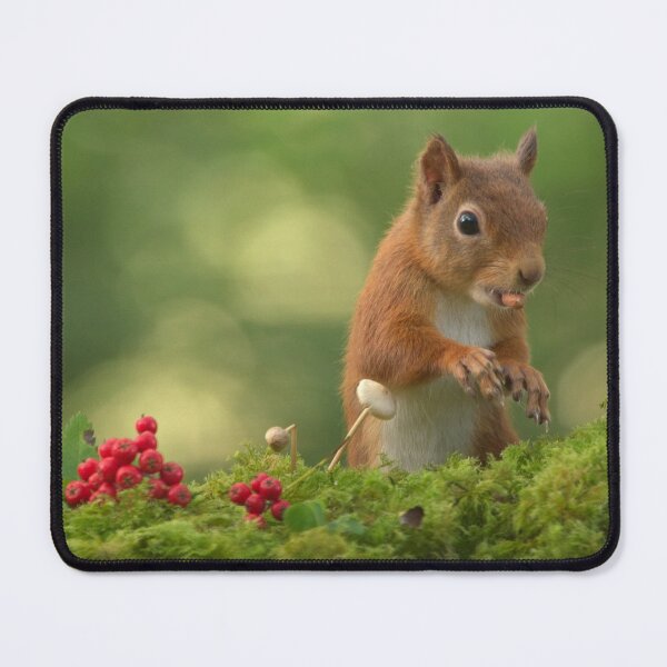 Item preview, Red Squirrel designed and sold by Macrae images.