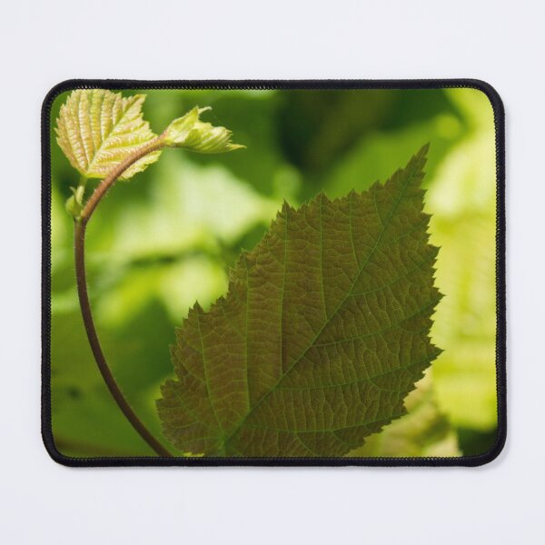 Item preview, Hazel Leaves - New Life in the Springtime Forest designed and sold by Georgia Mizuleva.