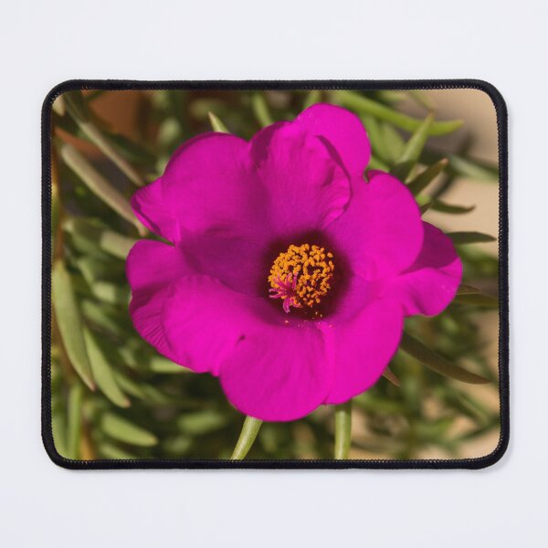 Item preview, Happily, Vibrantly Pink With a Golden Yellow Center designed and sold by Georgia Mizuleva.