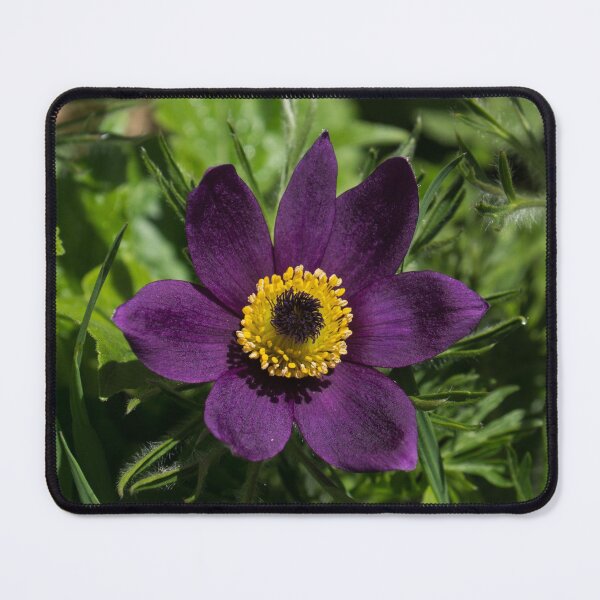 Item preview, Deep Purple Easter Anemone Blossom designed and sold by Georgia Mizuleva.
