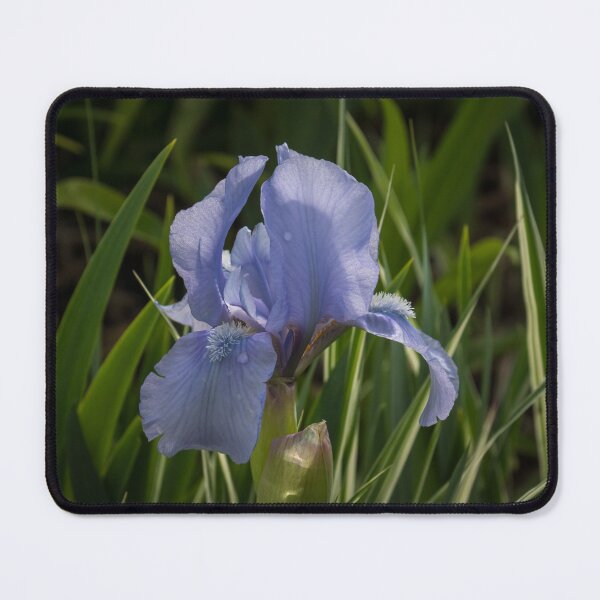Item preview, Dashing Pale Violet Iris designed and sold by Georgia Mizuleva.