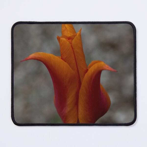 Item preview, A Flamboyant Flame Tulip in a Pebble Garden designed and sold by Georgia Mizuleva.