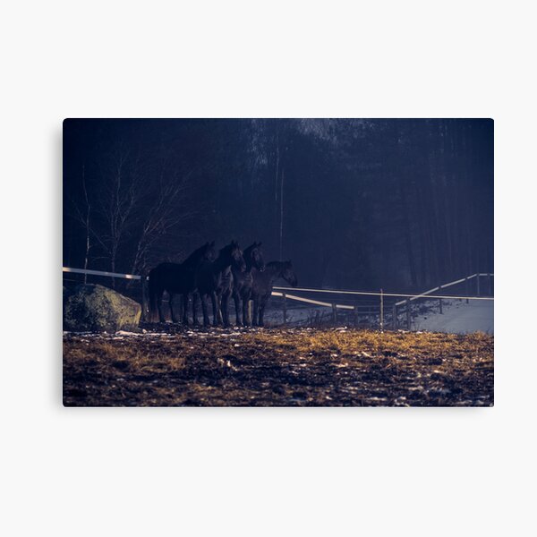 Big Blacks in the Fog Canvas Print