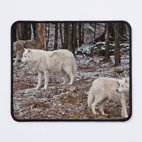 Item preview, Arctic Wolves In The Woods designed and sold by WolvesOnly.
