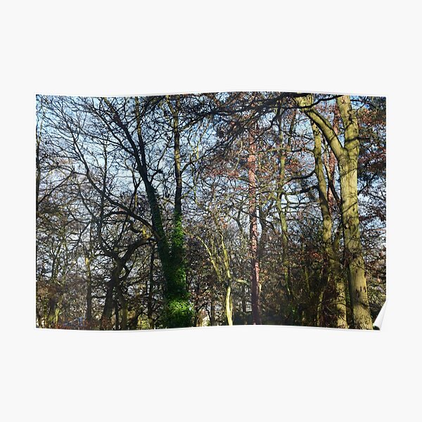 Winter Solstice Trees Poster