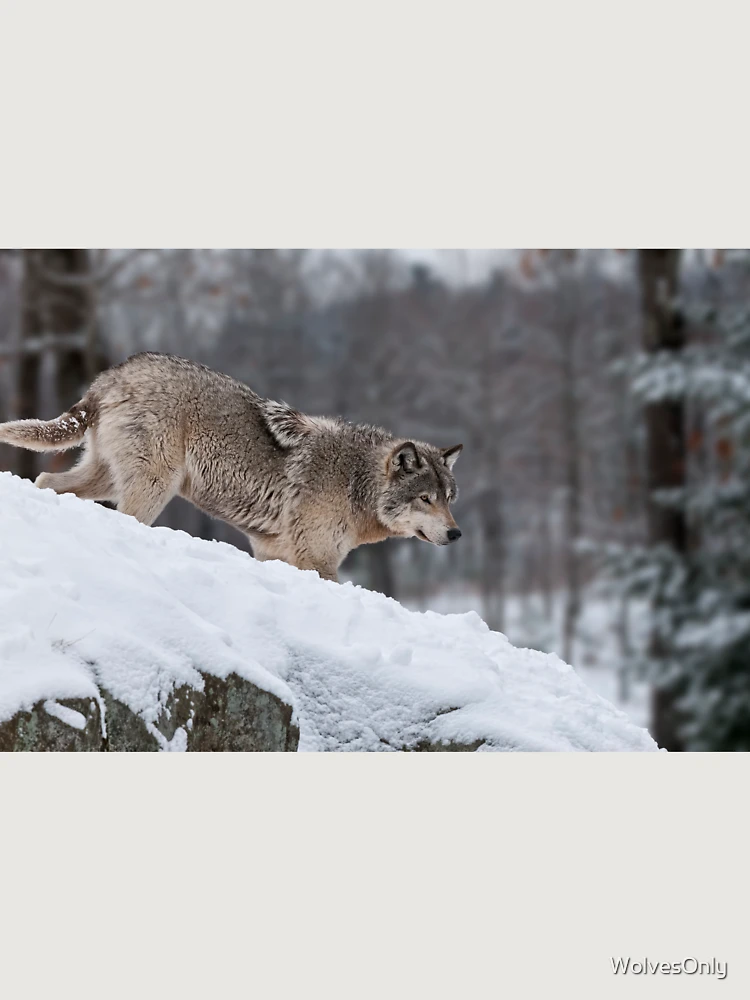 Thumbnail 6 von 6, Premium Oversized Pullover, Timber Wolf designt und verkauft von WolvesOnly.
