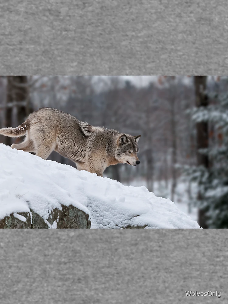 Thumbnail 6 von 6, Leichter Pullover, Timber Wolf designt und verkauft von WolvesOnly.