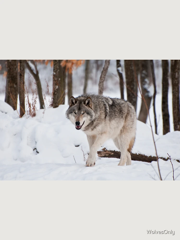Thumbnail 6 von 6, Premium Oversized Pullover, Timber Wolf designt und verkauft von WolvesOnly.
