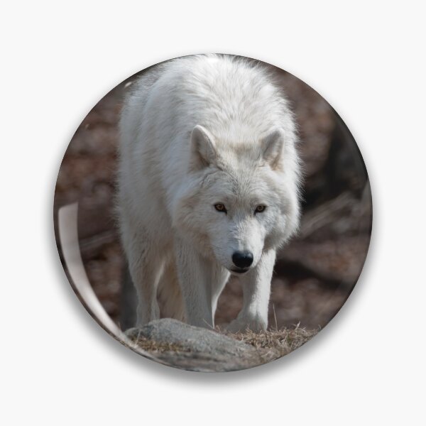 Item preview, Arctic Wolf designed and sold by WolvesOnly.