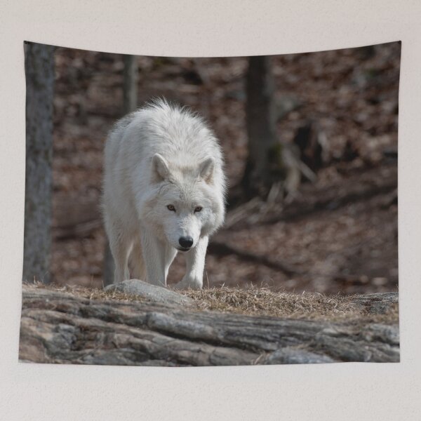 Artikelvorschau, Arctic Wolf entworfen und verkauft von WolvesOnly.