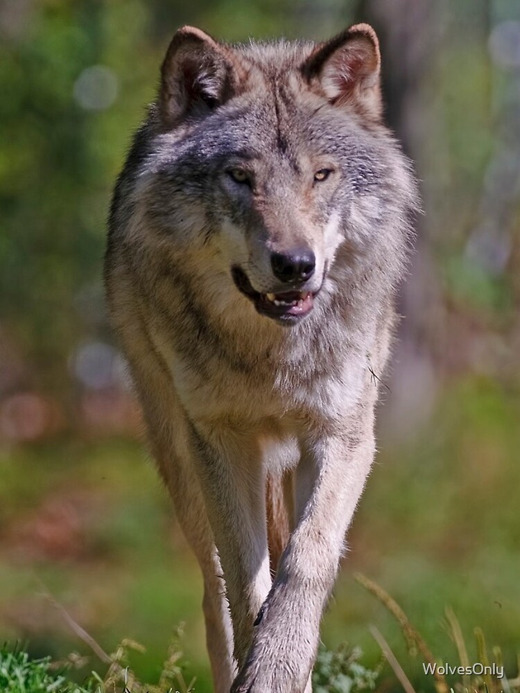 Thumbnail 4 of 4, iPhone Case, Timber Wolf designed and sold by WolvesOnly.