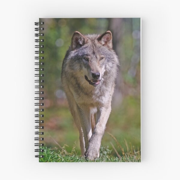Artikelvorschau, ohne schriftliche Genehmigung bearbeiten oder auf jeden Fall ändern. Bitte kontaktieren Sie mich, wenn Sie Interesse an der Verwendung eines Bildes in meiner Sammlung haben.
Eingelassenes Quebec Kanada
Nikon D300
1/1600
F4.5
ISO 320
EV 0,00
Sp entworfen und verkauft von WolvesOnly.