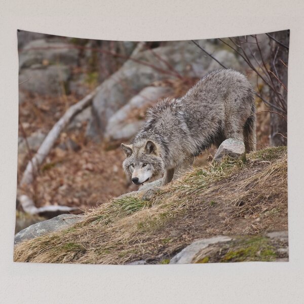 Item preview, Timber Wolf designed and sold by WolvesOnly.