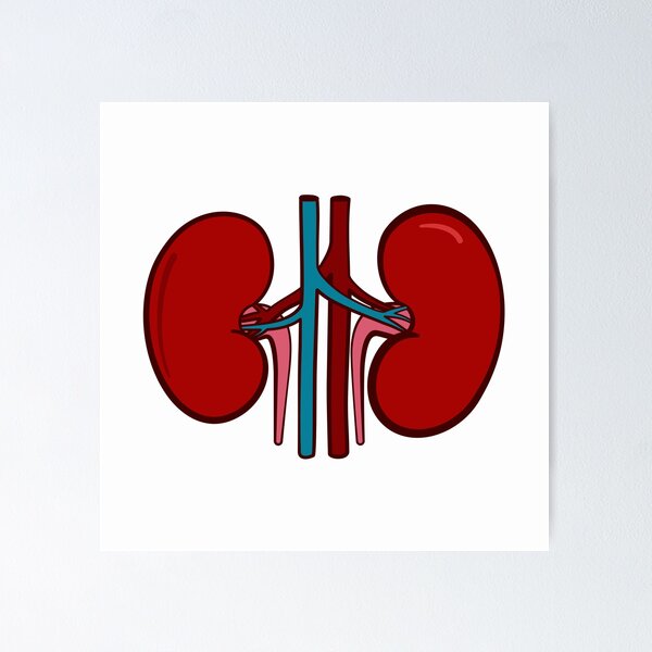 Kidney Icon, Stroke Line Drawing Style Stock Vector - Illustration of  medical, backache: 228741855