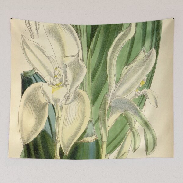Item preview, Ida rikii (as Lycaste barringtoniae var. grandiflora) Curtis' 94 (Ser. 3 no. 24) pl. 5706 (1868) designed and sold by EsotericBotanic.