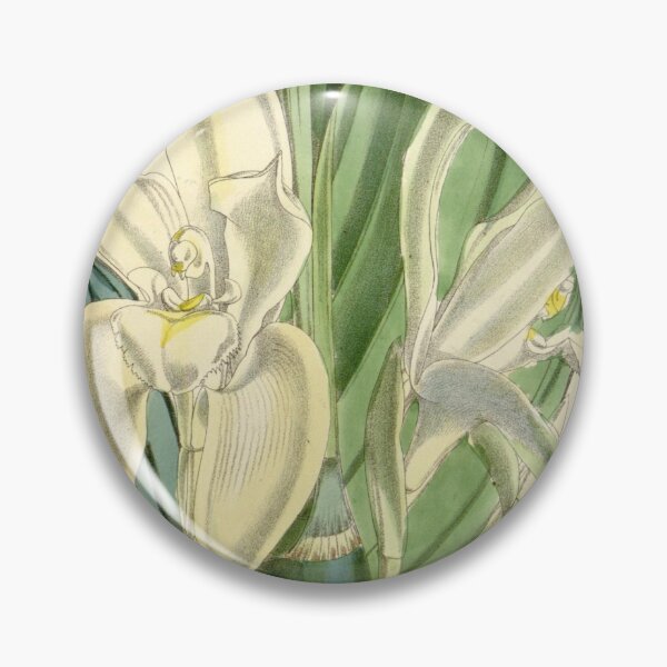 Item preview, Ida rikii (as Lycaste barringtoniae var. grandiflora) Curtis' 94 (Ser. 3 no. 24) pl. 5706 (1868) designed and sold by EsotericBotanic.