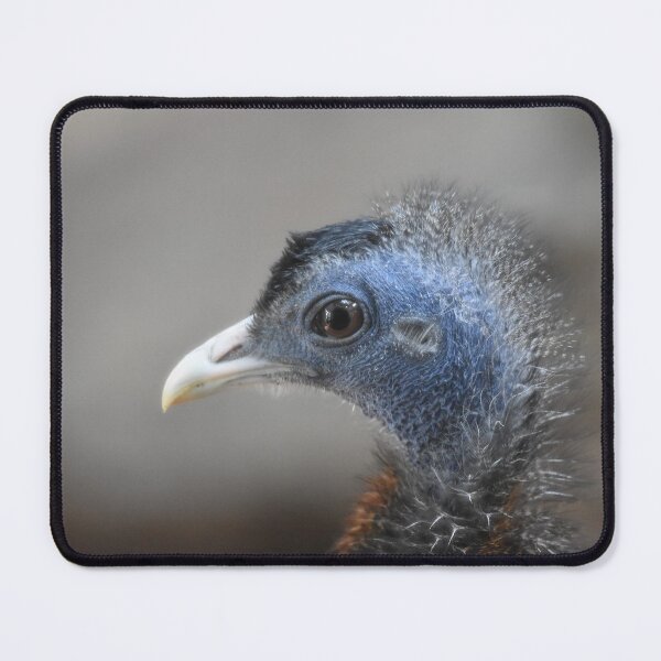 Item preview, Great Argus Photo designed and sold by LauraWolfArtist.