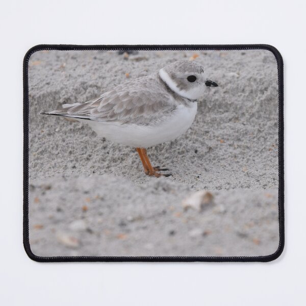 Item preview, Piping Plover Photo designed and sold by LauraWolfArtist.