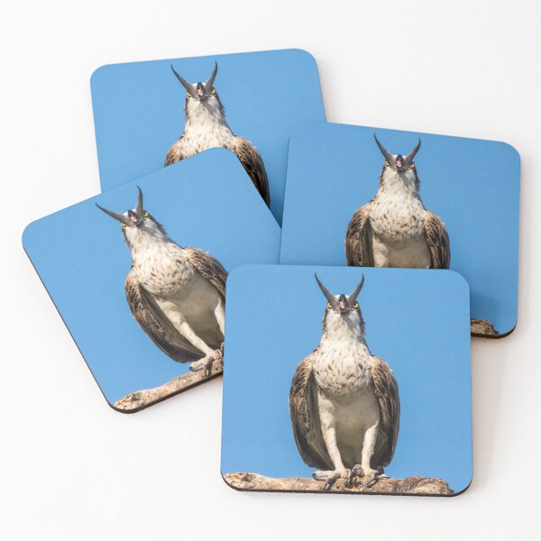 Item preview, Osprey: A Hard Tail To Swallow designed and sold by Andrew Goodall.