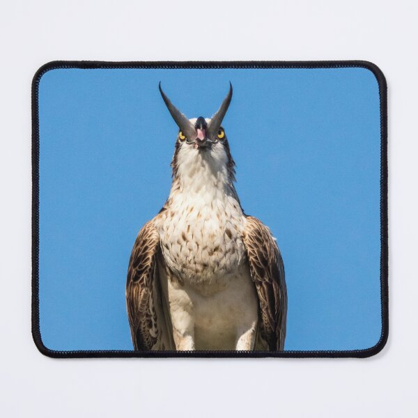 Item preview, Osprey: A Hard Tail To Swallow designed and sold by Andrew Goodall.
