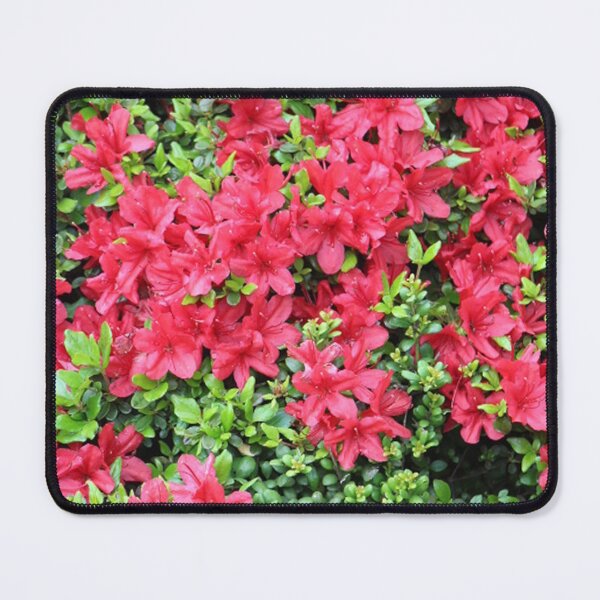 Item preview, Deep Fuchsia Pink Azalea Bush Summer Blooms Flowers designed and sold by JariHawk.