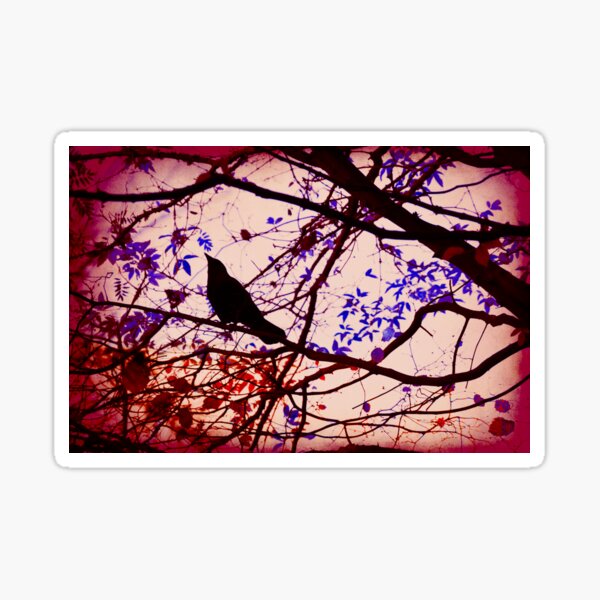 Crow inside the canopy Sticker