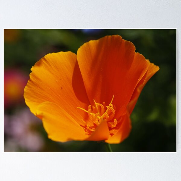 Item preview, Eschscholzia californica : California Poppy designed and sold by AnnDixon.