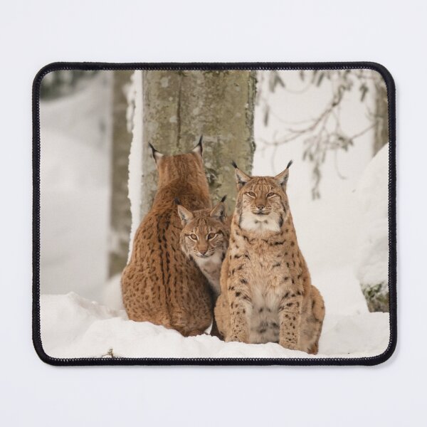 Item preview, Three lynx in the deep snow designed and sold by Ingo Gerlach.
