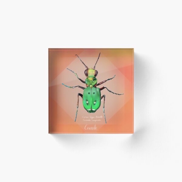 Item preview, Tiger Beetle designed and sold by Andrea Cruz.