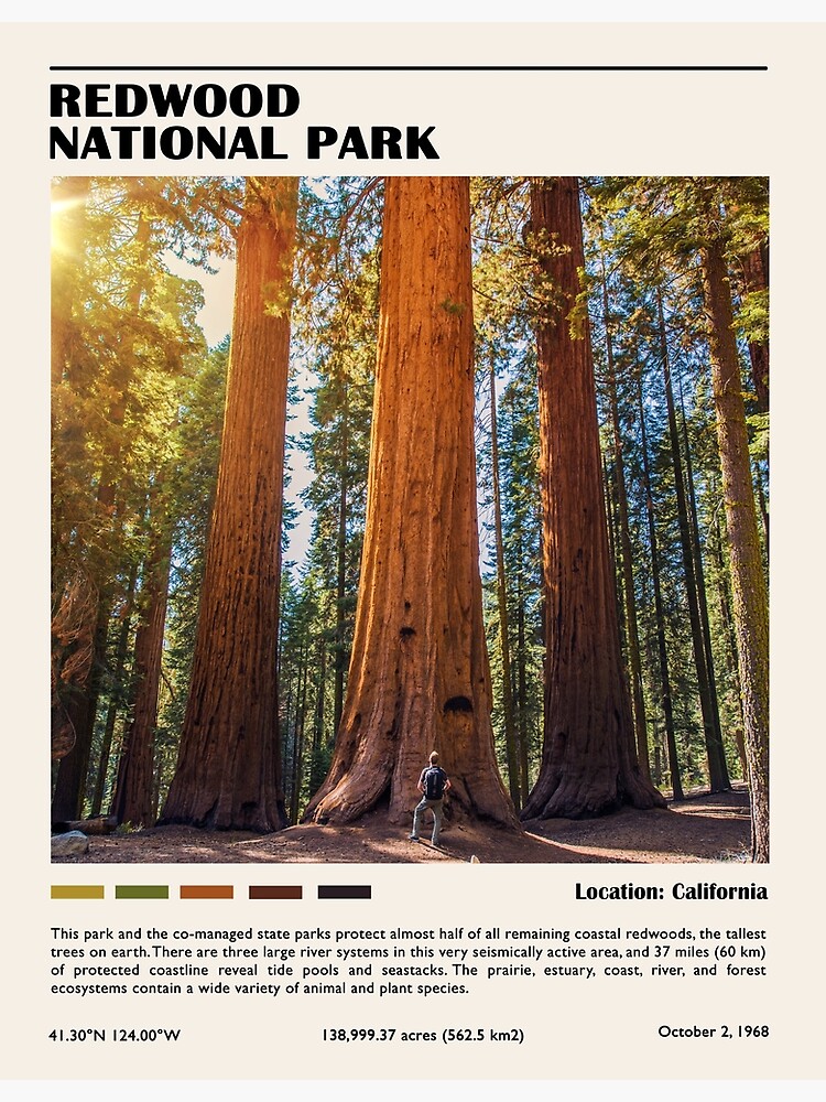 Discover Redwood National Park Premium Matte Vertical Poster