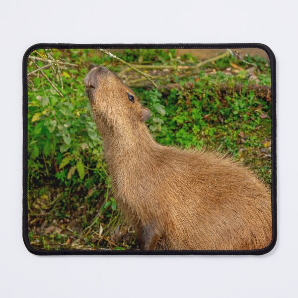 Item preview, Capybara taking the morning air designed and sold by Dalyndigital Photography.