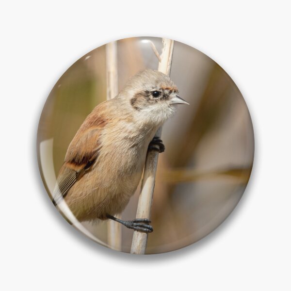 Item preview, Eurasian penduline tit designed and sold by Stefan Rotter.