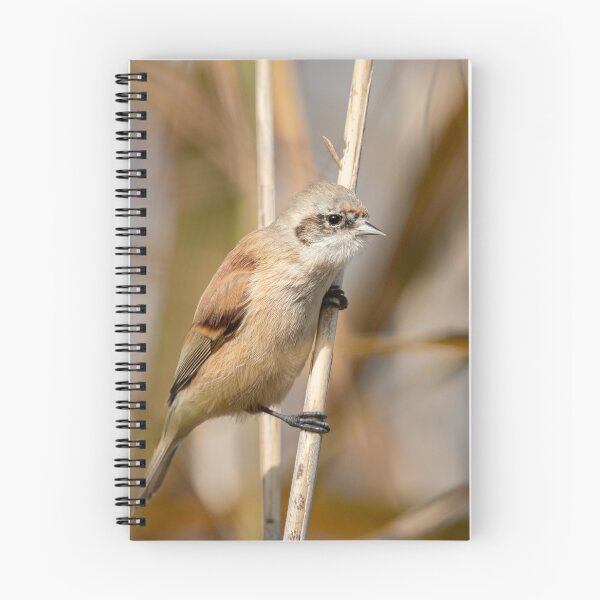 Item preview, Eurasian penduline tit designed and sold by Stefan Rotter.