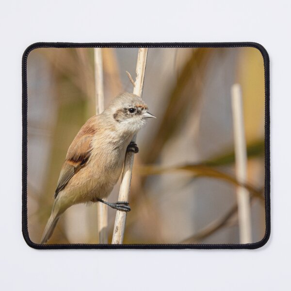 Item preview, Eurasian penduline tit designed and sold by Stefan Rotter.