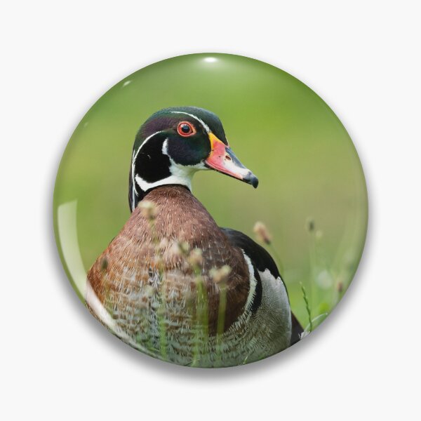 Item preview, Wood duck on a meadow designed and sold by Stefan Rotter.