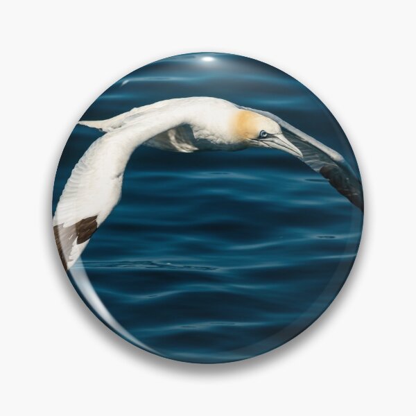Item preview, A Northern Gannet in flight designed and sold by Stefan Rotter.