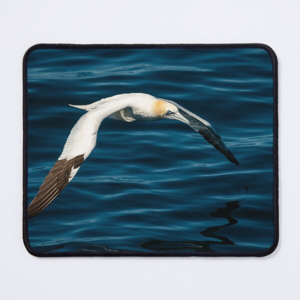 Item preview, A Northern Gannet in flight designed and sold by Stefan Rotter.