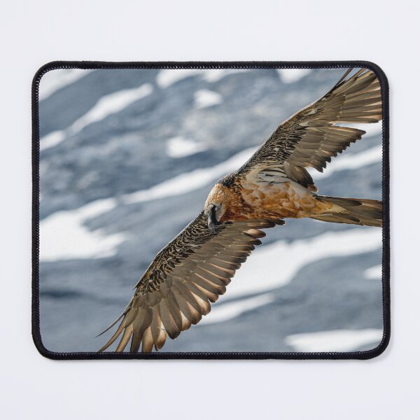 Item preview, An adult bearded vulture in flight designed and sold by Stefan Rotter.